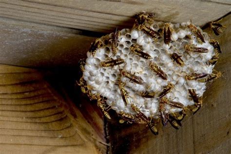 How To Get Rid Of Dog Smell In A House - How to Get Rid of Pet Odors in Your Home