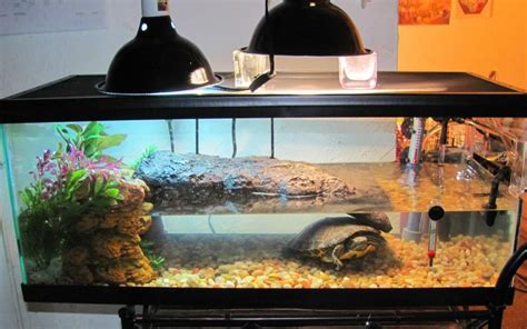 Red Eared Slider Tank Google Search Turtle Tanks Aquatic Turtle