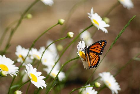 Monarch Butterfly On Daisy Photograph By Sonja Bingen Fine Art America