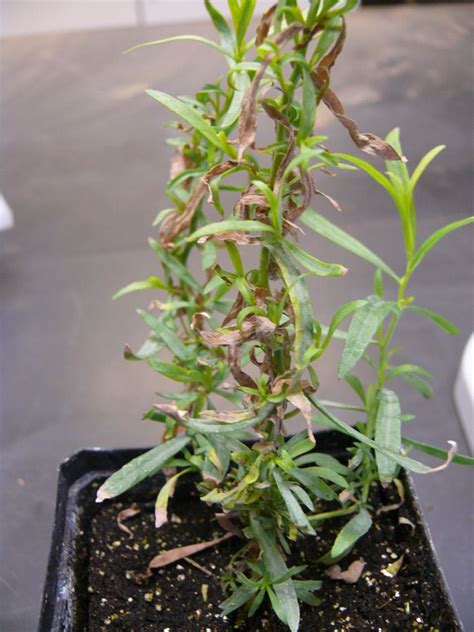Root rot is a condition found in both indoor and outdoor plants, although more common in indoor plants with poor drainage. Leaf symptoms of an unknown root rot of French tarragon ...