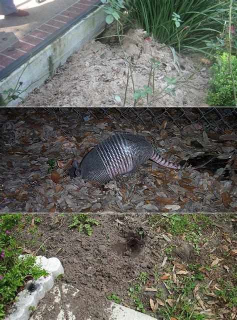 How To Stop Wild Animals Digging In Your Yard Garden Landscaping