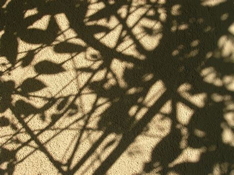 Shadows Cast By Leaves And Vines Photograph By Gill Hewitt Light