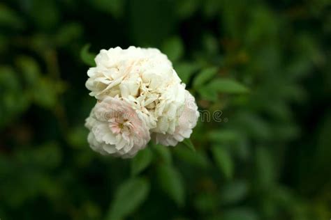 White Rose Blooming In A Garden Stock Image Image Of Gentle