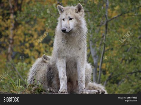 White Arctic Wolf Image And Photo Free Trial Bigstock