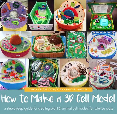 If they mismanage a project, they probably won't survive to the end of the story. How to Create 3D Plant Cell and Animal Cell Models for ...