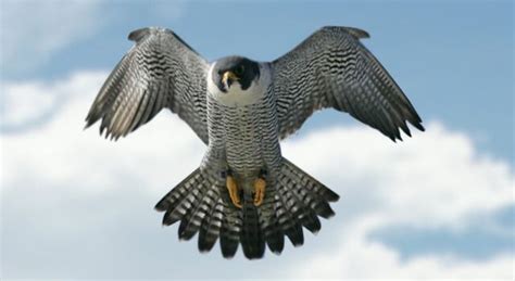 Falcon Facts Pictures Habitat And Other Information Largest Bird Of