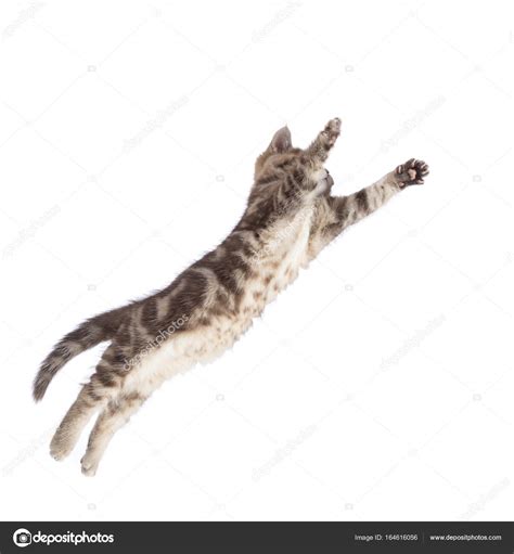 Flying Or Jumping Cat Kitten Isolated On White — Stock Photo © Oksun70