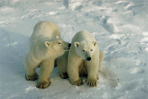 Polar Bears Photograph By Dan Guravich Fine Art America