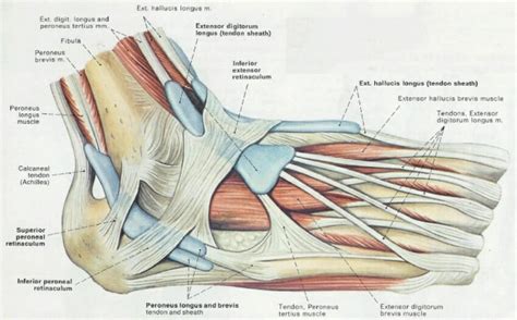 Left Leg Ligaments Muscles Of The Leg And Foot Classic Human Anatomy