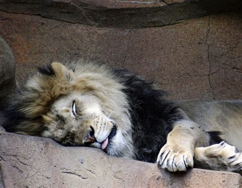 Lazy Lion Free Stock Photo Public Domain Pictures