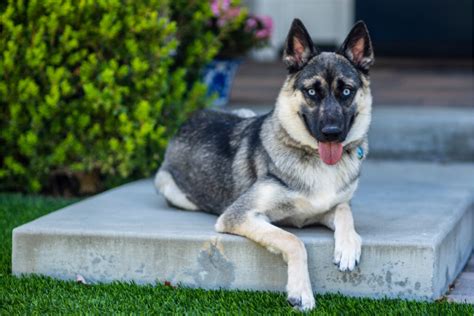 13 Things To Know About The German Shepherd Husky Mix