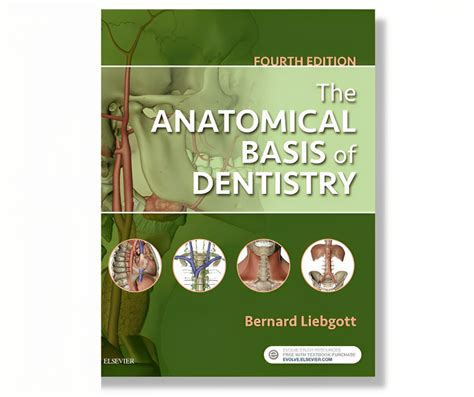 The Anatomical Basis Of Dentistry
