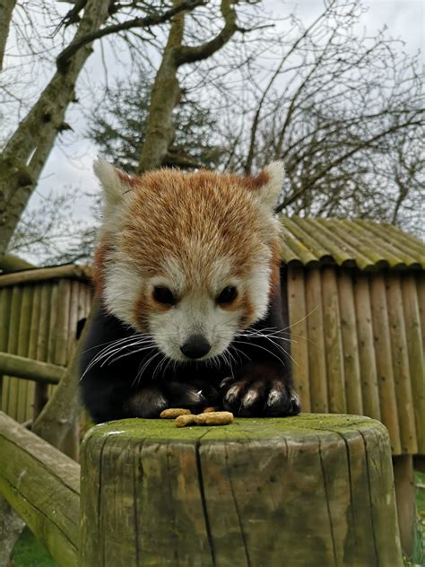 Red Panda Joins The Drusillas Pack At Drusillas Park