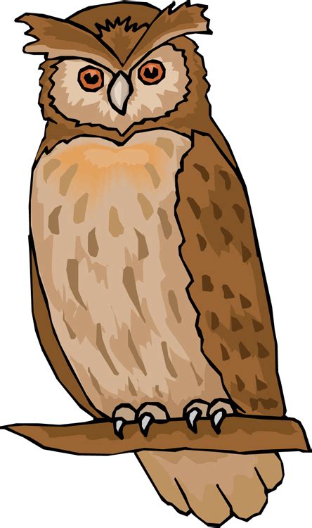 Walrus Clipart Pictures Of Owls