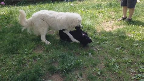 Great Pyrenees Vs Pit Bull Mix Youtube