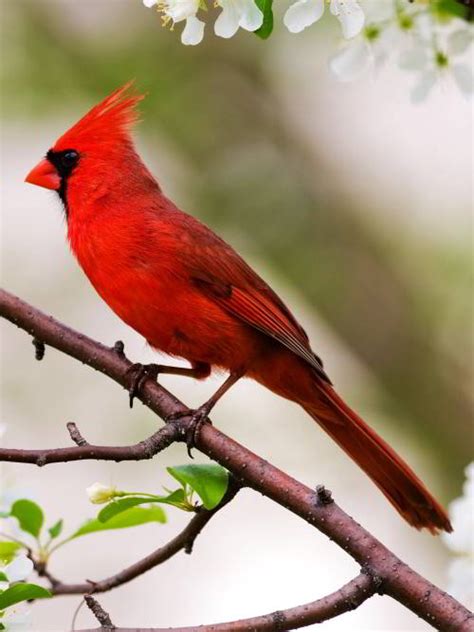 Crown is black and nape is pale green. BIRDS OF OHIO +BACKYARD, +NORTHERN, +WATER