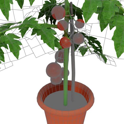 Tomato Plant 3d Model 15 Blend Fbx Free3d