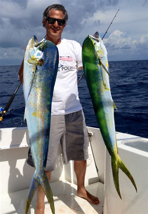 Dolphin Fishing In Miami Double Threat Charters