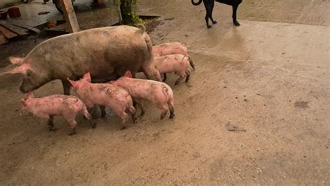 Pig Sow Nursing Her Piglets Video De Stock Totalmente Libre De
