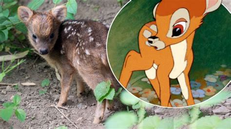 Worlds Smallest Deer Gives Birth To Adorable Fawn That Makes Bambi