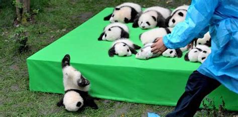 23 Baby Pandas Make Debut In China Oversixty
