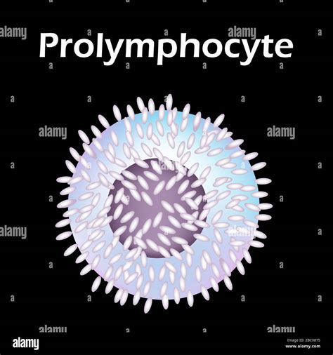 The Structure Of The Lymphocyte Lymphocytes Blood Cell White Blood