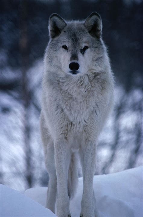 Grey Or Timber Wolf Canis Lupus In The By Mark Newman