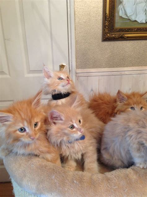 Hence your problem with rodents will definitely fade away once you purchase our maine coon for sale. Maine Coon Cats For Sale | Manchester, NH #237496