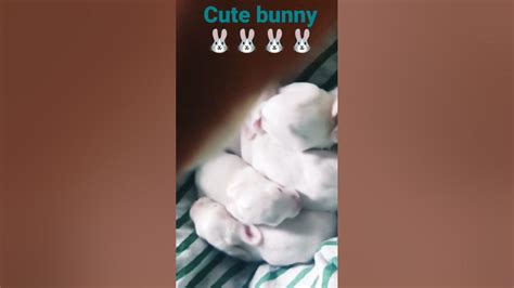 bunny 🐇🐇🐇🐇🐇🐇🐰🐾 cute these are 7and 7days bunny youtube