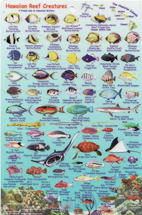 Hawaiian Reef Creatures Fish Chart Tropical Fish Fishing Cards