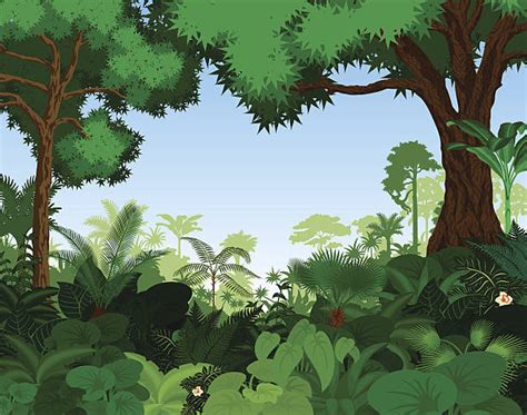 Best Amazon Rainforest Illustrations Royalty Free Vector Graphics