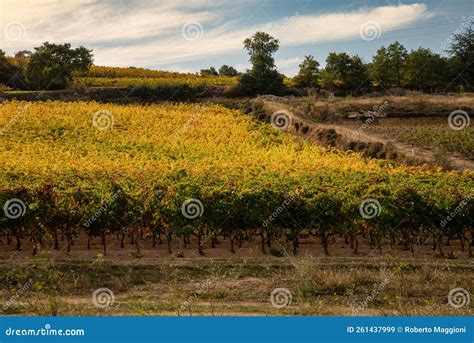 Sardinia Italy Vineyard Landscape In Barbagia Stock Image Image Of