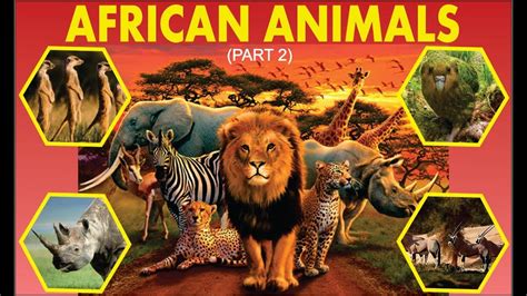 It is the largest wild canine in africa, and the only extant member of the genus lycaon, which is distinguished from canis by dentition highly specialised for a hypercarnivorous diet. Learn African Animals | Learn Wild Animals Names | Kids Video | Part 2 - YouTube