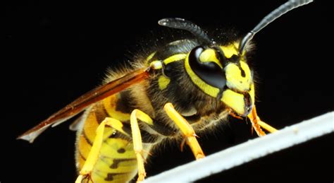 Последние твиты от f&w pest control (@fwpest). Wasps in Franklin and Wrentham Massachusetts - Colonial ...