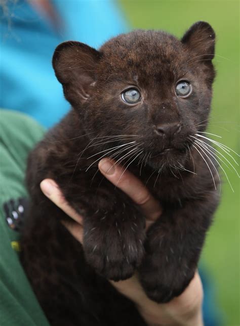 Panther Cubs Are Born With Their Eyes Closed Opening Them Only About