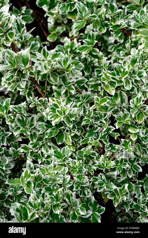 Variegated Euonymus Hi Res Stock Photography And Images Alamy