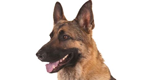7 Facts About The German Shepherd Animalso