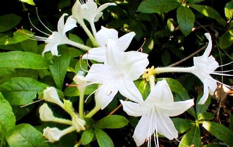 We did not find results for: Weston's Innocence Azalea (1m high) A summer blooming ...