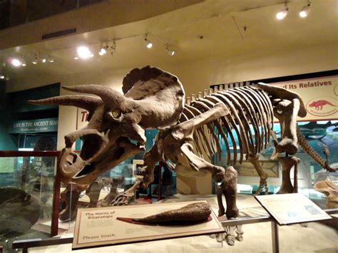 Triceratops Smithsonians National Museum Of Natural Histo Flickr