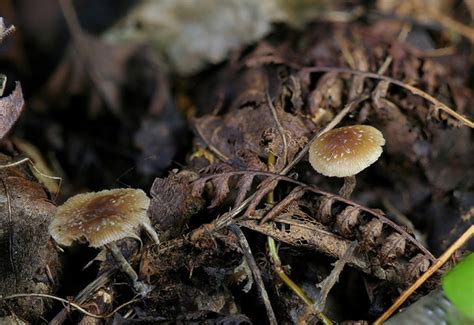 Meet Psilocybe Caerulipes—a Foragers Delight Doubleblind Mag
