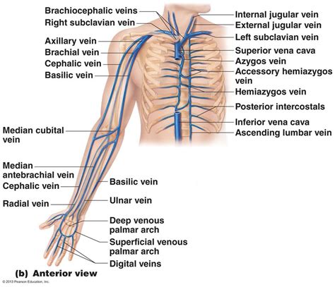 Upper and lower subscapular nerves. The Cardiovascular System: Blood Vessels | Cardiovascular ...