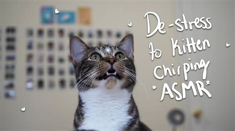 Kitten Chirping Sounds To Help You Relax Youtube