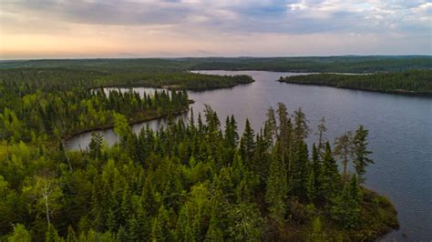 The Boreal Forests Have A Warning For Us The Good Men Project