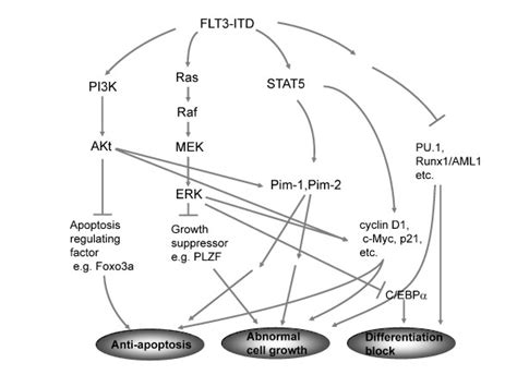Mechanisms Of Flt3 Itd Induced Leukemogenesis Depicted Is An Outline