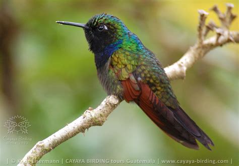 Adult Male Garnet Throated Hummingbird Perched Cayaya Birding Birds Of