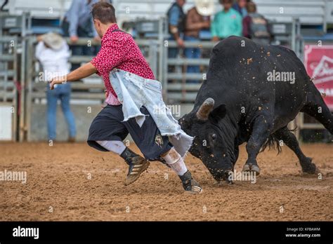 Bull Chasing A Rodeo Clown After Throwing Its Rider In The 4th Annual