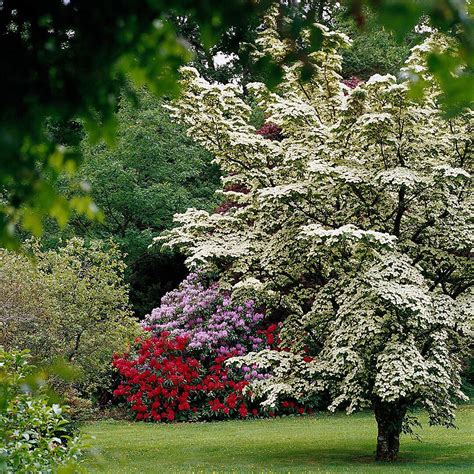10 Best Flowering Trees And Shrubs For Adding Color To Your Yard Fast