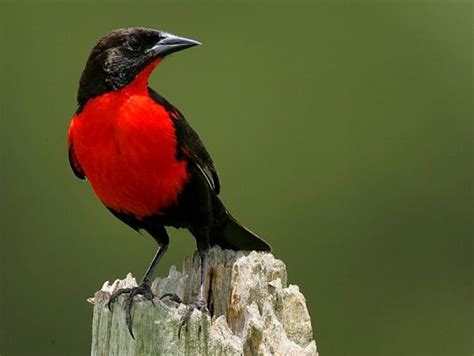 Red Breasted Blackbird Birdforum Opus Black Bird Nature Birds
