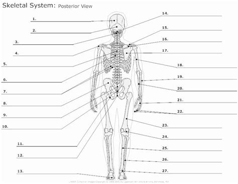 Coloring The Skeletal System Answer Key A Comprehensive Guide For