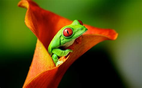 Wallpaper Animals Flowers Amphibian Red Eyed Tree Frogs 1920x1200